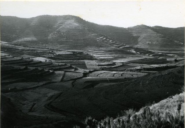 Foto de Günter Kunkel de 1963 en la que se muestra el cultivo en terrazas en Canarias