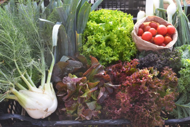 La huerta ecológica El Cordel de la Villa de Agüimes se consolida como iniciativa destinada a fomentar la agricultura ecológica y el consumo local