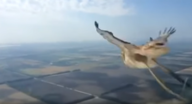 El momento en el que un pájaro se 'desintegra' al cocharse contra el parabrisas de un Boeing 737 en pleno vuelo