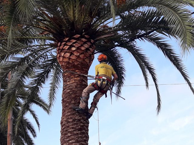 Poda palmeras 1