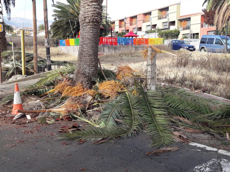 El Ayuntamiento de Santa Brígida poda más de un centenar de palmeras en la zona de El Palmeral