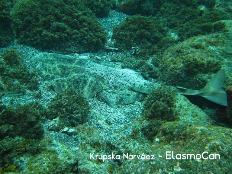 El acuario Poema del Mar acoge una jornada sobre la  conservación del angelote en Canarias