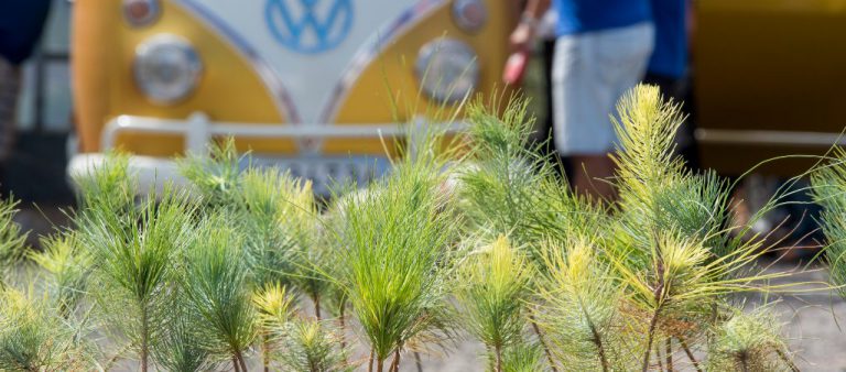 Volkswagen Canarias dona 2.000 árboles para la reforestación en Canarias.