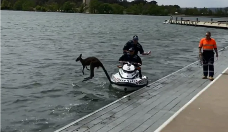 Un canguro se niega a ser rescatado y las imágenes arrasan en internet