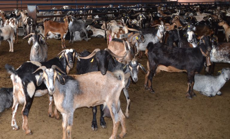 El Cabildo subvencionará hasta el 60 % de la instalación de energía renovable en explotaciones agrarias de Gran Canaria