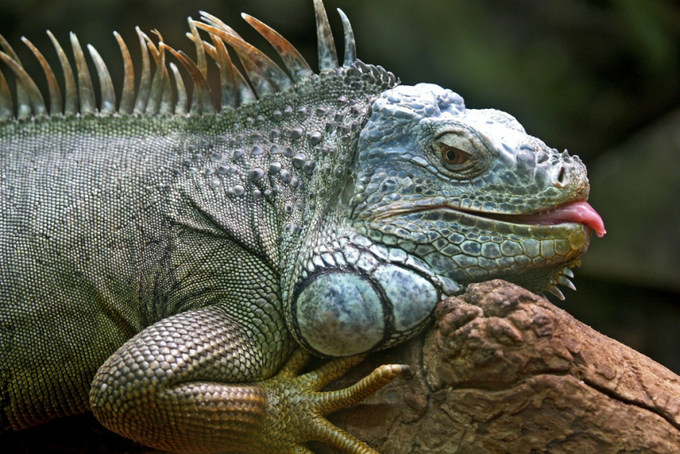 Un preso que realizaba labores comunitarias en un zoo fue pillado alimentando a los cocodrilos con iguanas que cogía del recinto