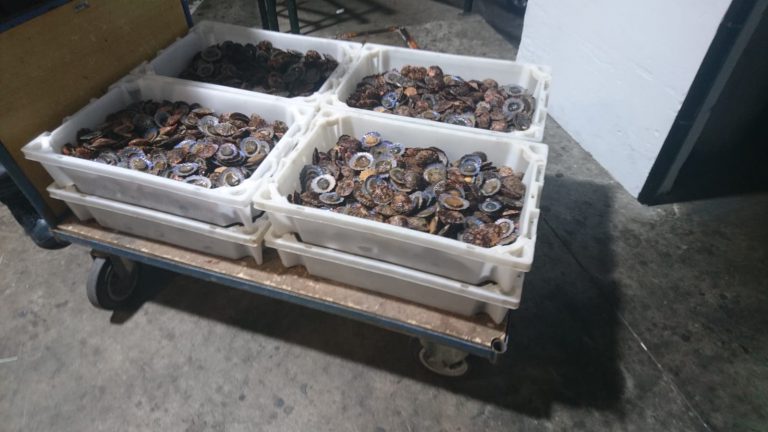 La Policía Local retira 80 kilos de lapas que eran transportadas sin refrigerar