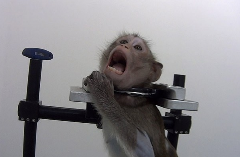 Así es el laboratorio del terror que han encontrado en Alemania