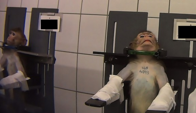 Así es el laboratorio del terror que han encontrado en Alemania 15 monos