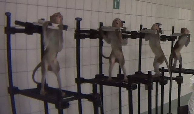 Así es el laboratorio del terror que han encontrado en Alemania 16 monos3