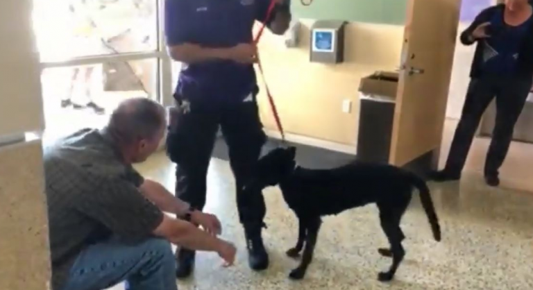 Encuentran un perro cuatro años después de su desaparición y a 650 kilómetros de su antiguo hogar