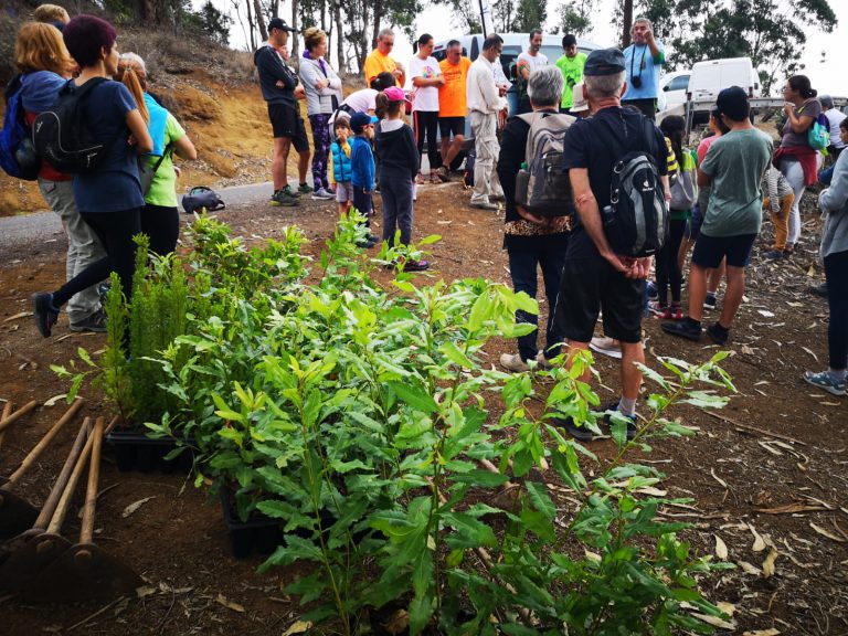 Plantados 150 nuevos arboles de laurisilva en la montaña de Firgas con motivo de la Huella Ecológica de la Ruta de Doramas