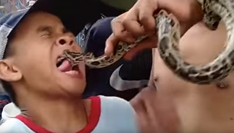 Una serpiente muerde a un niño que le sacó la lengua...no lo volverá a hacer