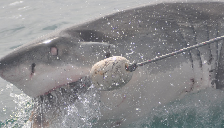 Un tiburón arranca las manos y un pecho de una mujer mientras se bañaba junto a su famila en la Polinesia