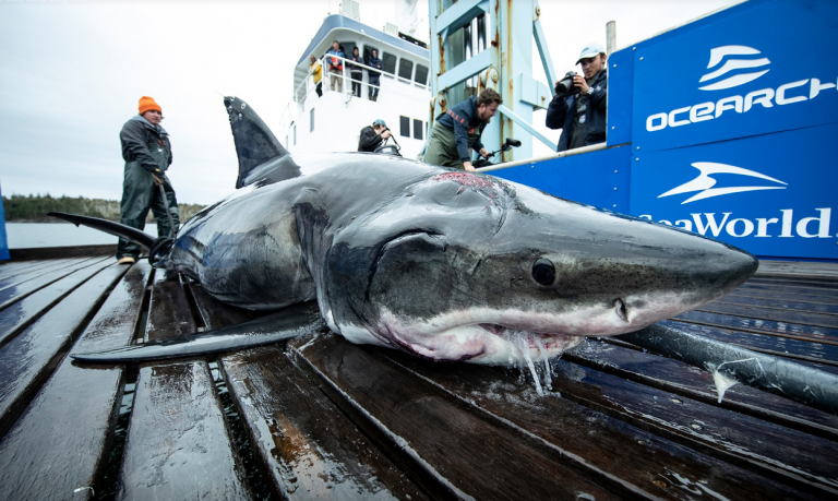 Encuentran un tiburón de más de 500 kilos con una gran mordedura en su cabeza: ¿qué le mordió?