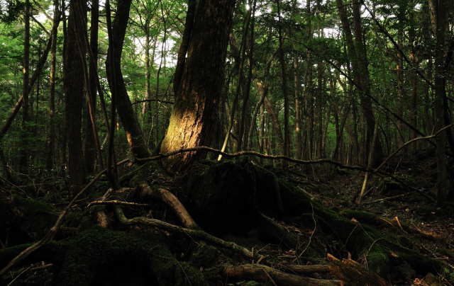 Captura de pantalla 2019 11 01 a las 9.03.49