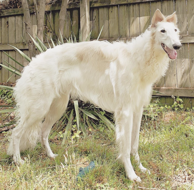 Captura de pantalla 2019 11 04 a las 9.31.58