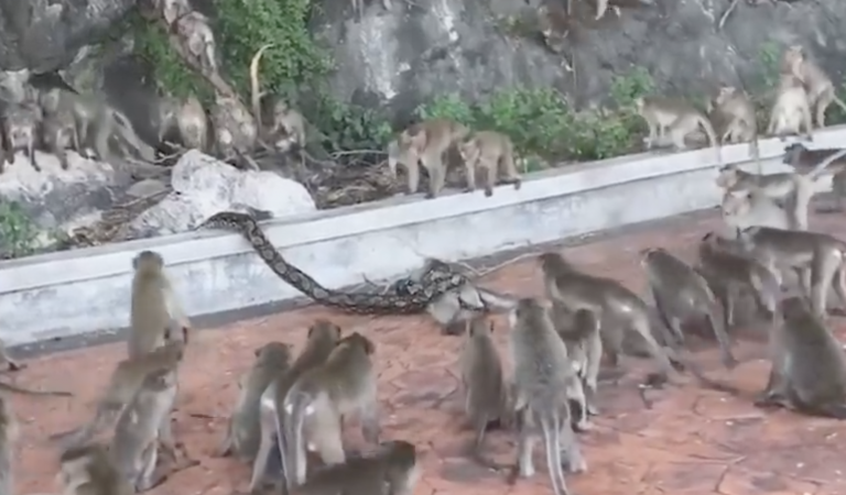 Una pitón acaba con la vida de un mono ante la impotencia de sus compañeros