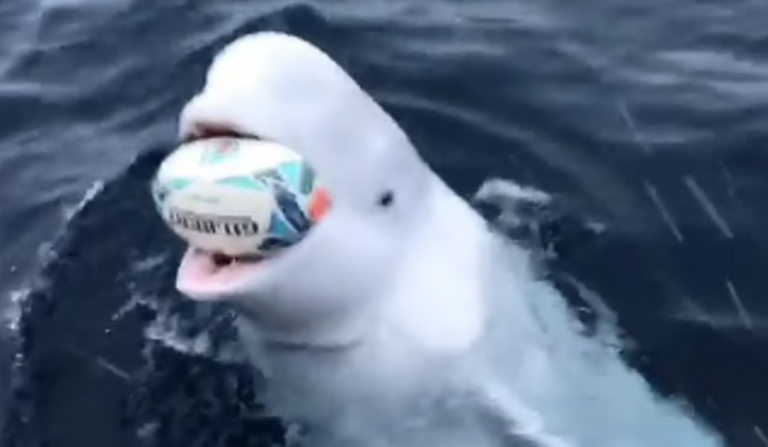 Un hombre lanza una pelota a una ballena en alta mar y el mamífero, como si fuera un perro, la busca y la devuelve