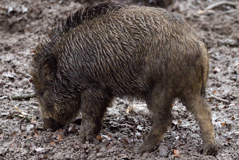 Un jabalí encuentra y destroza un alijo de cocaína escarbando en un bosque