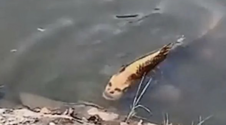 El extraño pez con 'rostro humano' que ha sido grabado en un río de China