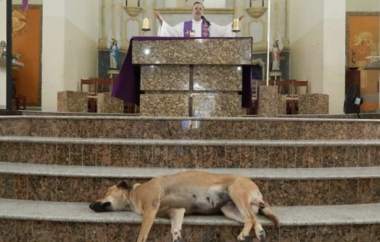Un cura llena la iglesia de perros callejeros para que los feligreses los adopten