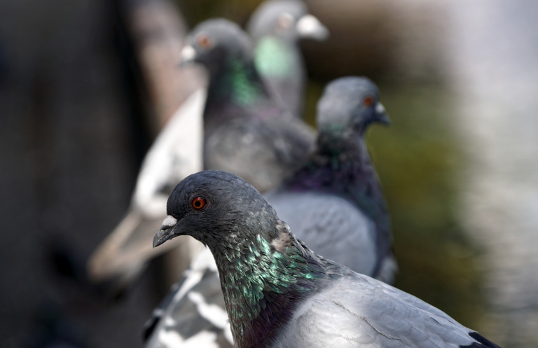 Una vecina de Barcelona, condenada a abandonar su piso durante un año por dar de comer a las palomas desde su ventana
