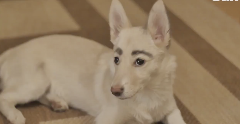 Una pareja adopta a una perra callejera al fijarse en sus características cejas
