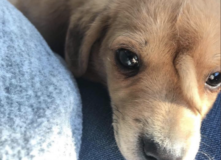 Encuentran un perro con una cola en la frente