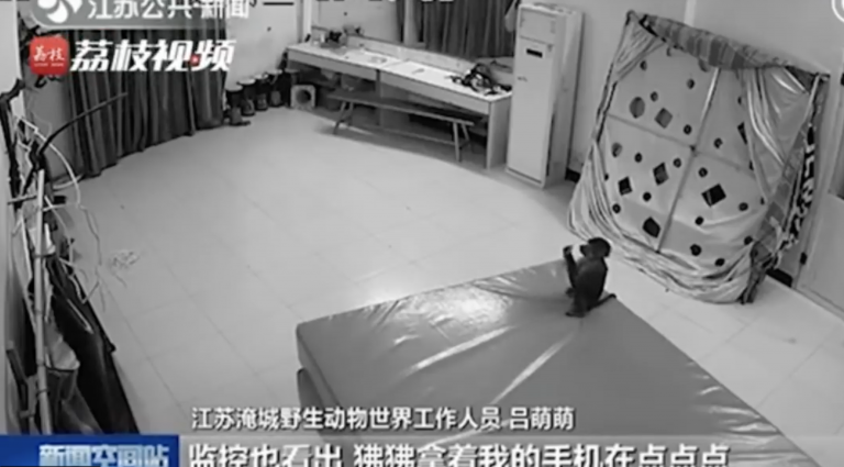 Un mono roba un teléfono móvil y realiza varios pedidos online