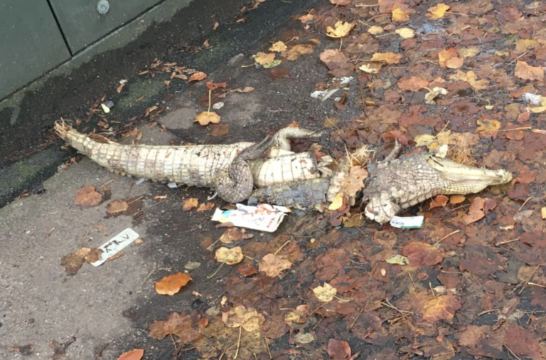 Encuentran un cocodrilo en una acera de una calle de Liverpool