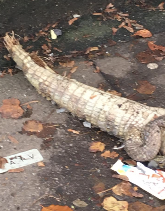 Captura de pantalla 2019 11 15 a las 10.16.43