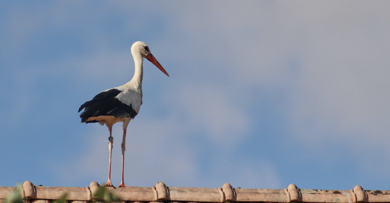 Localizan a una cigüeña a casi 200 kilómetros del zoo del que escapó