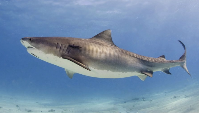 Las 10 especies más mortíferas que habitan en nuestros océanos 1 Captura de pantalla 2019 11 19 a las 15.55.11