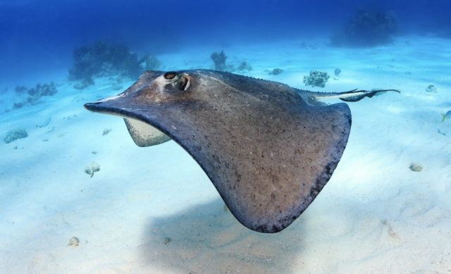 Las 10 especies más mortíferas que habitan en nuestros océanos 3 Captura de pantalla 2019 11 19 a las 16.01.10