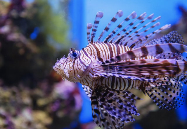 Las 10 especies más mortíferas que habitan en nuestros océanos 4 Captura de pantalla 2019 11 19 a las 16.48.23