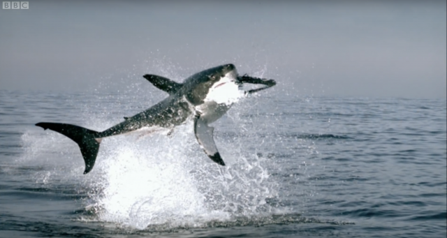 Las 10 especies más mortíferas que habitan en nuestros océanos 5 Captura de pantalla 2019 11 19 a las 17.19.44