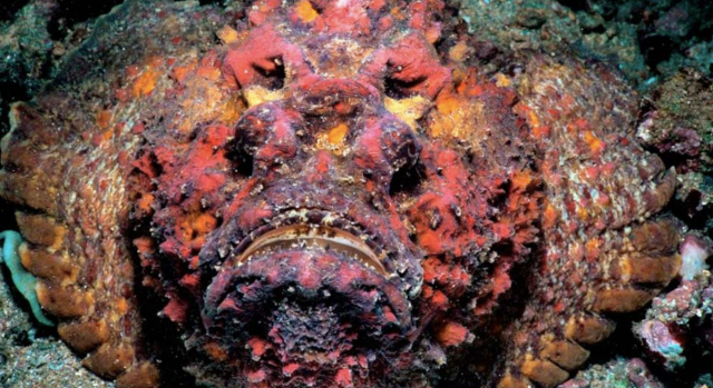 Las 10 especies más mortíferas que habitan en nuestros océanos 9 Captura de pantalla 2019 11 19 a las 18.02.11