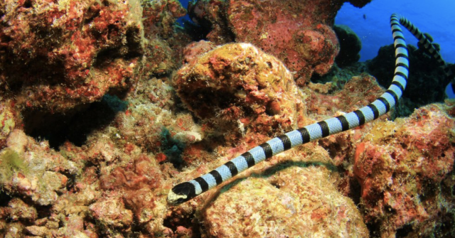 Las 10 especies más mortíferas que habitan en nuestros océanos 10 Captura de pantalla 2019 11 19 a las 18.12.18