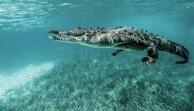 Las 10 especies más mortíferas que habitan en nuestros océanos 11 Captura de pantalla 2019 11 19 a las 18.58.09