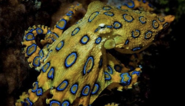 Las 10 especies más mortíferas que habitan en nuestros océanos 12 Captura de pantalla 2019 11 19 a las 19.15.20