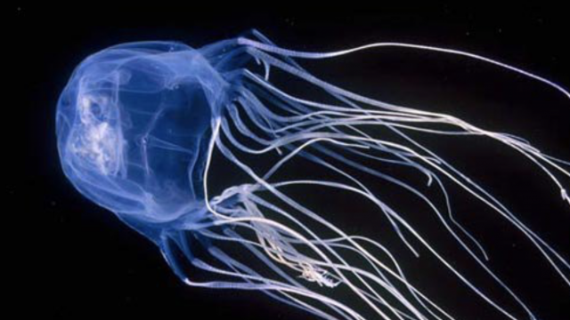 Las 10 especies más mortíferas que habitan en nuestros océanos 13 Captura de pantalla 2019 11 19 a las 19.25.42