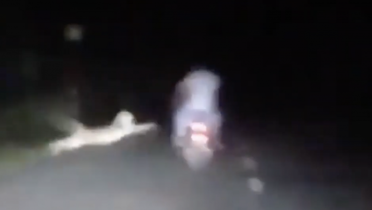 El ataque de un leopardo a dos motoristas en plena carretera