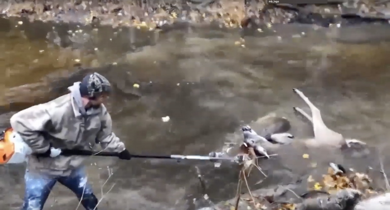 Un hombre utiliza una sierra eléctrica para liberar a dos ciervos enganchados por sus astas