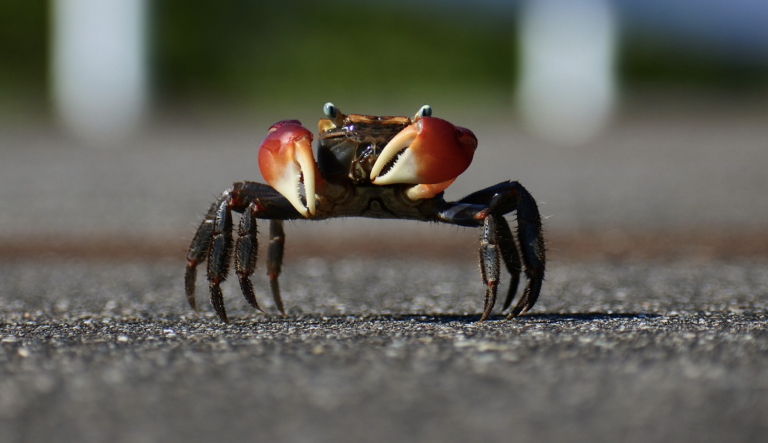 La historia de un cangrejo chino que escapó de un restaurante y fue encontrado vagando por una calle en Alemania