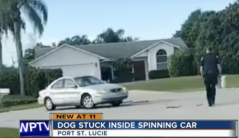 Un perro activa la marcha atrás de un coche y comienza a girar sin control