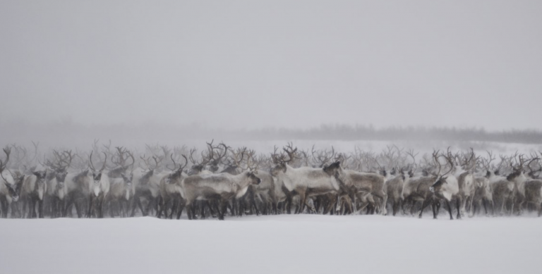 Espera 20 minutos parado hasta que 3.000 renos cruzan la carretera