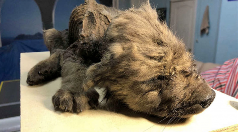Encuentran, en prefecto estado de conservación, un cachorro congelado que vivió hace 18.000 años