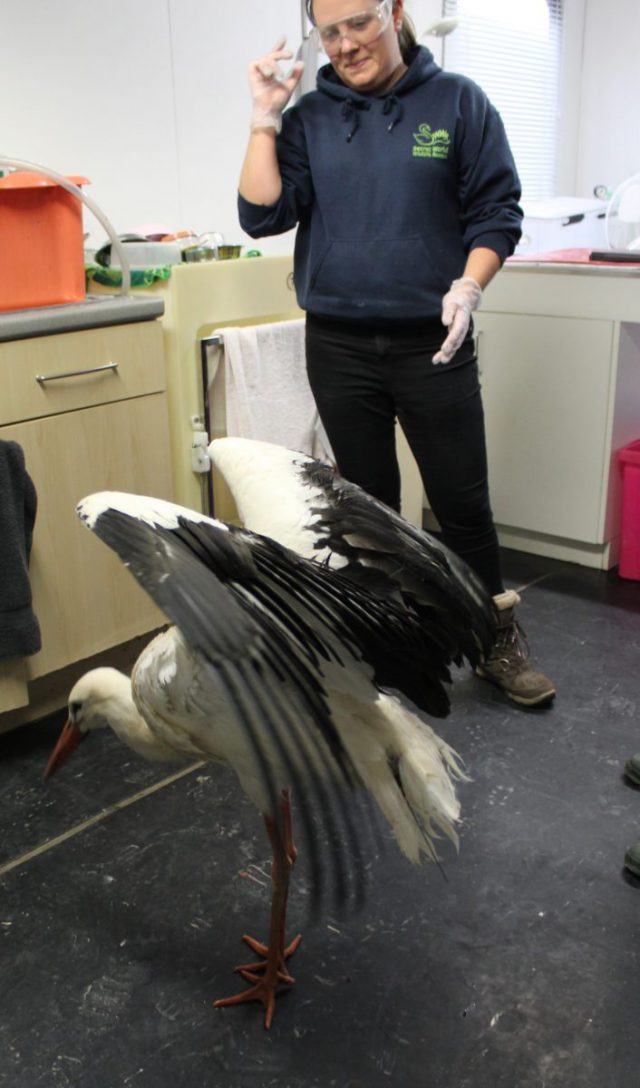 Localizan a una cigüeña a casi 200 kilómetros del zoo del que escapó 30 Daisy and Laura