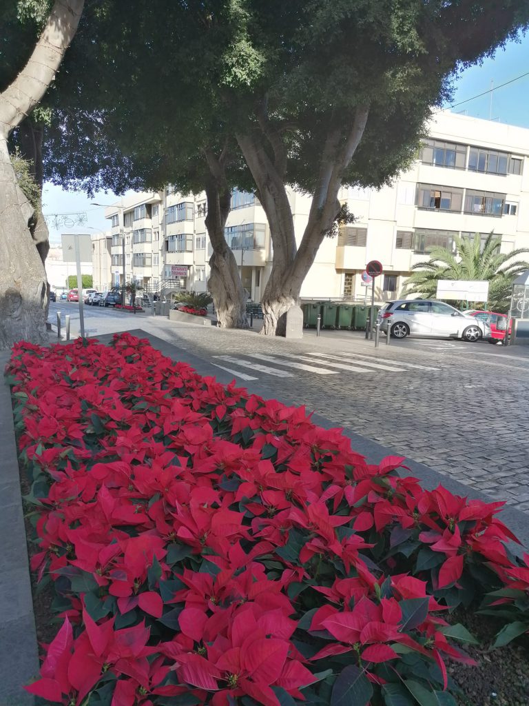 El Ayuntamiento de Santa María de Guía planta 3.000 flores de pascua para embellecer las calles y plazas en Navidad